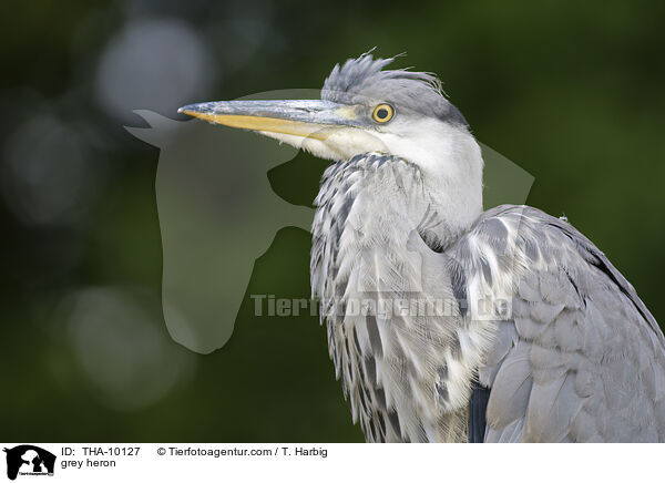 Graureiher / grey heron / THA-10127