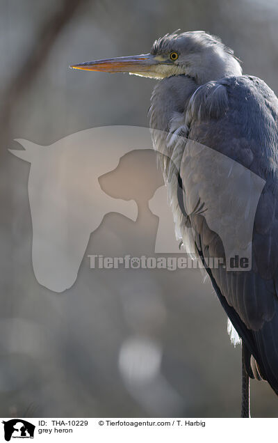 Graureiher / grey heron / THA-10229