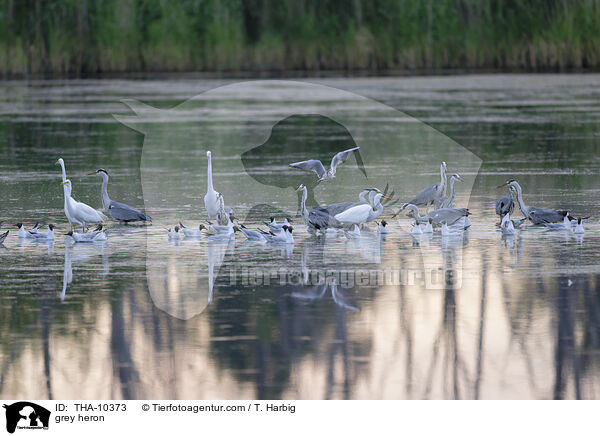 Graureiher / grey heron / THA-10373