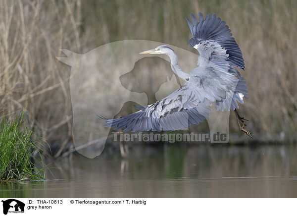 Graureiher / grey heron / THA-10613