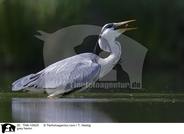 Graureiher / grey heron / THA-10625