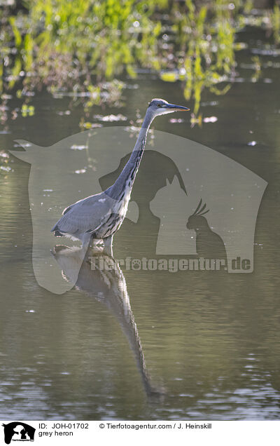 Graureiher / grey heron / JOH-01702