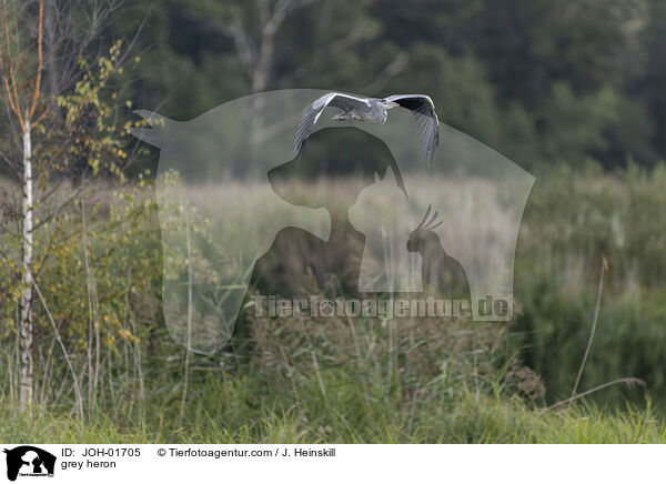 Graureiher / grey heron / JOH-01705