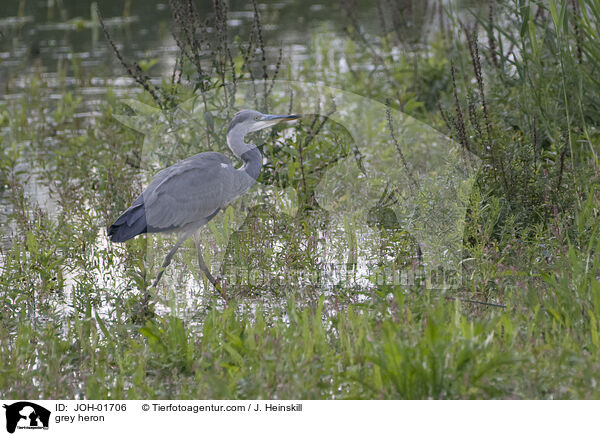 Graureiher / grey heron / JOH-01706