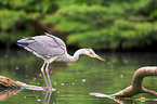 grey heron