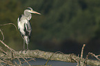 grey heron