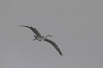 flying grey heron