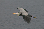 flying grey heron