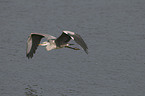 flying grey heron