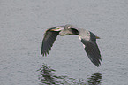 flying grey heron