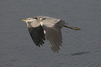 flying grey heron