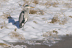 grey heron