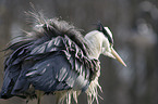 grey heron