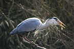 grey heron