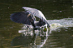 grey heron and cormorant