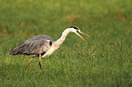 gray heron