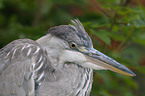 grey heron