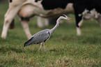 grey heron