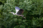 flying grey heron