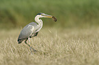 grey heron