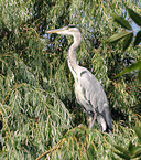 grey heron