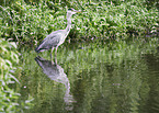 grey heron