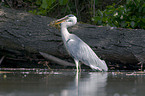 grey heron