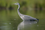 grey heron