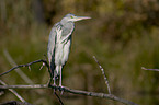 grey heron