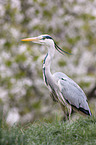 grey heron