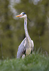 grey heron