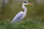 grey heron