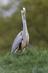 grey heron