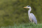 grey heron