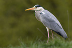 grey heron