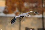 grey heron