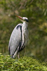 grey heron