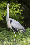 grey heron