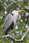 grey heron