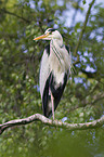 grey heron