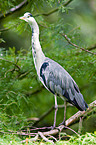 grey heron