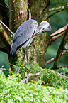 grey heron