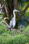 grey heron