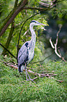 grey heron