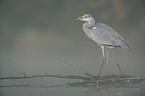 grey heron