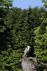 grey heron