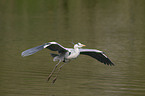 grey heron