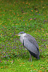 grey heron