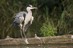 grey heron