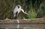 grey heron